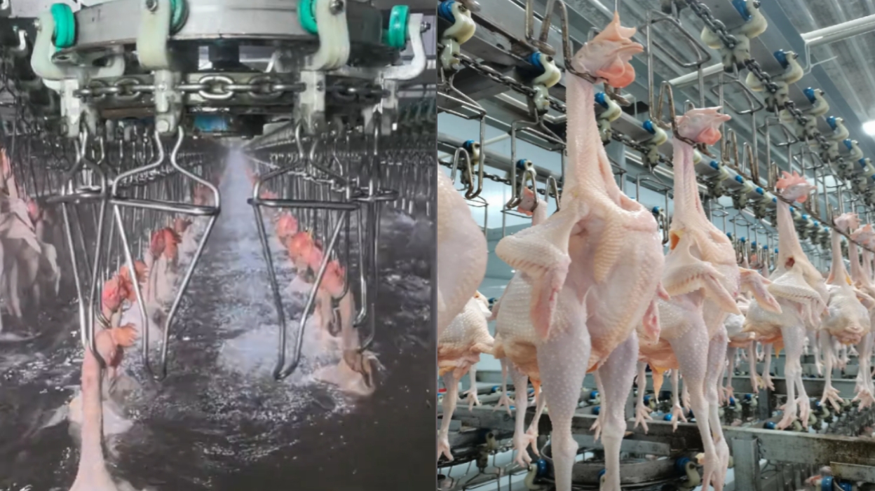 slaughterhouse cold storage design